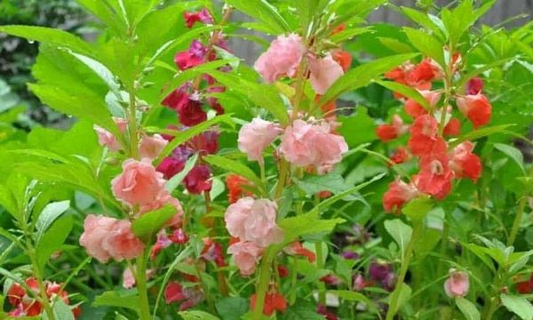 Cây bóng nước – Không chỉ là cây cảnh mà còn là dược liệu Đông y trừ thấp, thông kinh