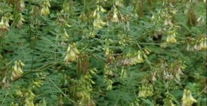 Hoàng kỳ là gì? Công dụng, bài thuốc và những lưu ý quan trọng khi sử dụng vị thuốc bổ khí quý trong Đông y