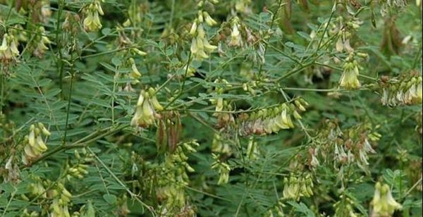 Hoàng kỳ là gì? Công dụng, bài thuốc và những lưu ý quan trọng khi sử dụng vị thuốc bổ khí quý trong Đông y