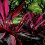 Cây Huyết Dụ: Vị Thuốc Nam Chuyên Trị Các Bệnh Về Máu, Cầm Huyết Và Tiêu Ứ Trong Đông Y