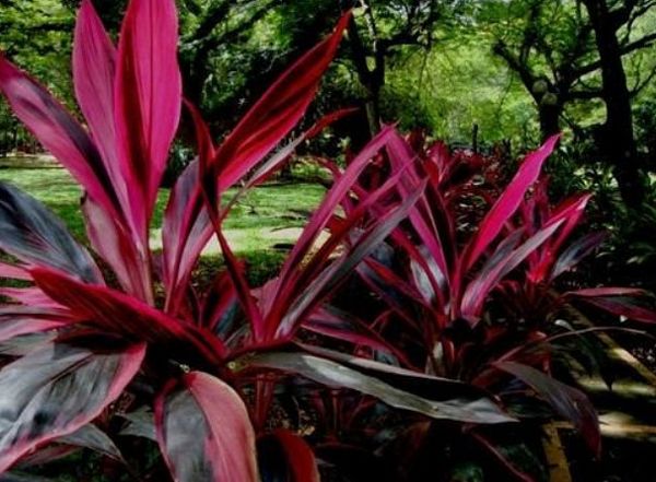 Cây Huyết Dụ: Vị Thuốc Nam Chuyên Trị Các Bệnh Về Máu, Cầm Huyết Và Tiêu Ứ Trong Đông Y