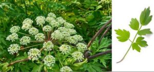 Xuyên khung: Lợi ích bất ngờ với tim mạch, não bộ và sức khỏe phụ nữ