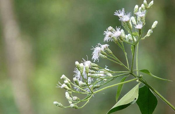 Cỏ lào – loài cây dân dã hỗ trợ chữa tiêu chảy, kiết lỵ và cầm máu hiệu quả