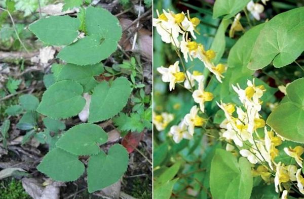 Dâm dương hoắc: Vị thuốc bổ thận tráng dương quý trong Đông y và những điều cần biết trước khi sử dụng