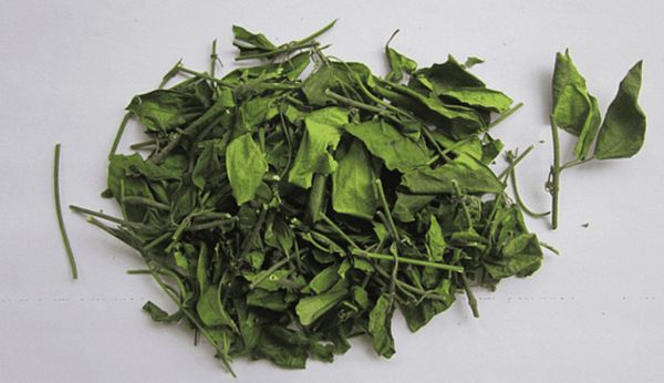 Dây thìa canh là gì? Công dụng, tác dụng dược lý và những lưu ý quan trọng khi sử dụng Dây thìa canh là gì? Công dụng, tác dụng dược lý và những lưu ý quan trọng khi sử dụng