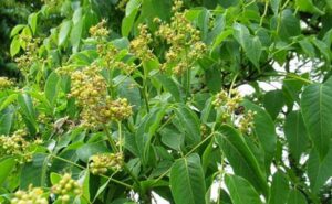 Hoàng Bá – vị thuốc “vương giả” trong Đông y: Giai thoại, dược tính và cách dùng an toàn