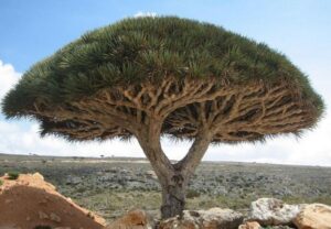 Huyết Rồng – Tác Dụng Đối Với Sức Khỏe Của Loại Thảo Dược Quý Trong Đông Y