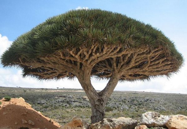 Huyết Rồng – Tác Dụng Đối Với Sức Khỏe Của Loại Thảo Dược Quý Trong Đông Y