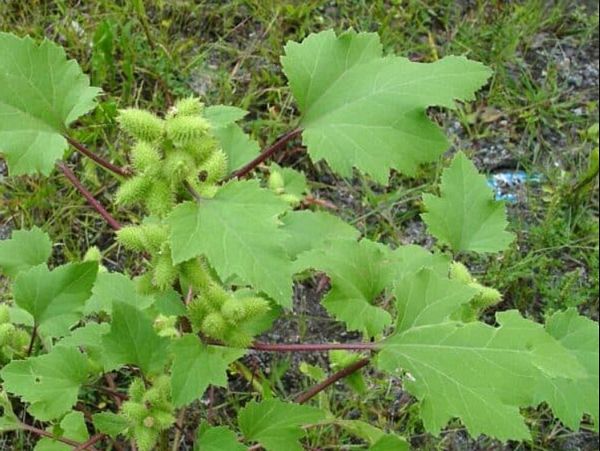 Ké đầu ngựa – Vị thuốc Đông y giàu iod hỗ trợ điều trị bướu cổ, viêm xoang và bệnh viêm nhiễm