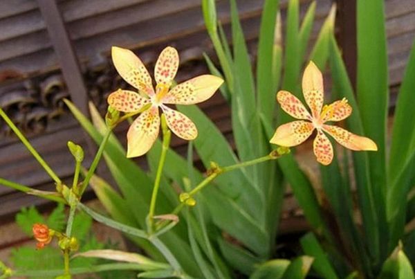 Xạ can – Vị thuốc quý trị ho, viêm họng trong Đông y: Công dụng, bài thuốc và lưu ý khi dùng