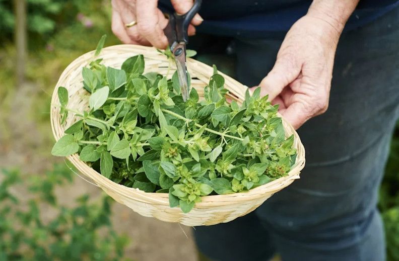 Tinh dầu kinh giới có thể đuổi côn trùng mạnh hơn cả DEET? Sự thật từ nghiên cứu khoa học khiến nhiều người bất ngờ